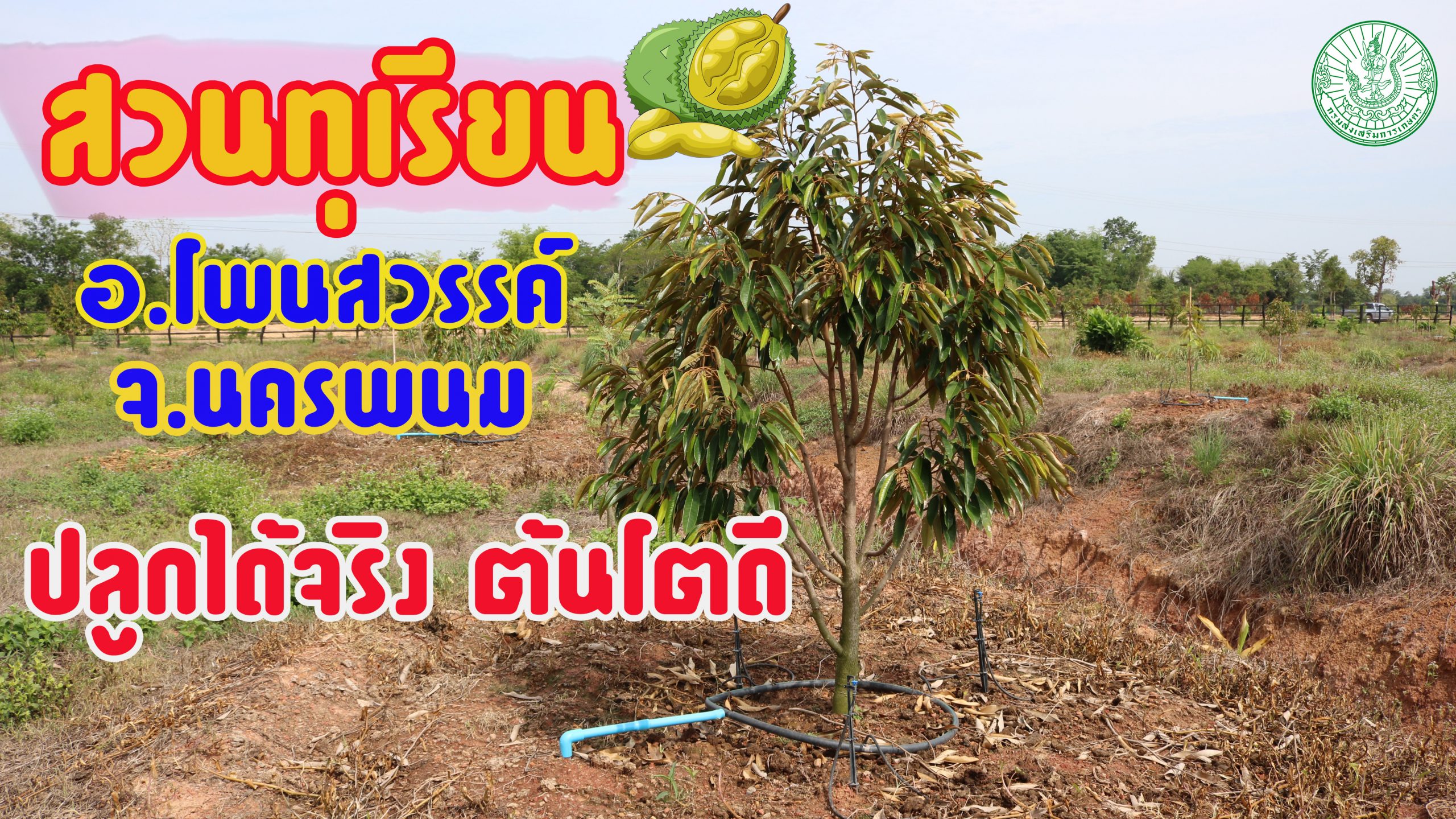 “สวนทุเรียน” อ.โพนสวรรค์ จ.นครพนม ปลูกได้จริง ต้นโตดี!!