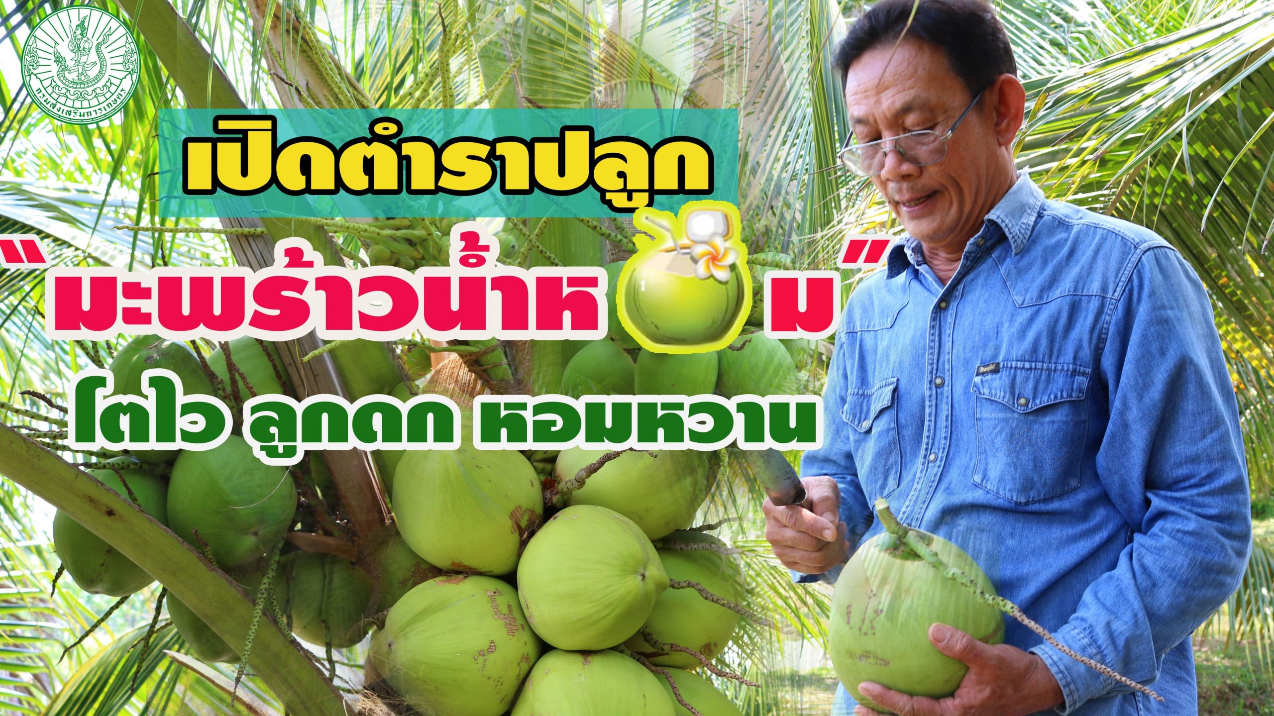 ปลูกมะพร้าวน้ำหอม “เสือนอนกิน” สร้างรายได้หลายสิบปี