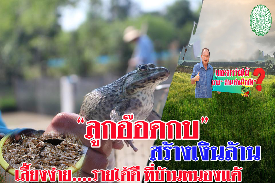 “ลูกอ๊อดกบ” สร้างเงินล้าน เลี้ยงง่าย…รายได้ดี ที่บ้านหนองแต้