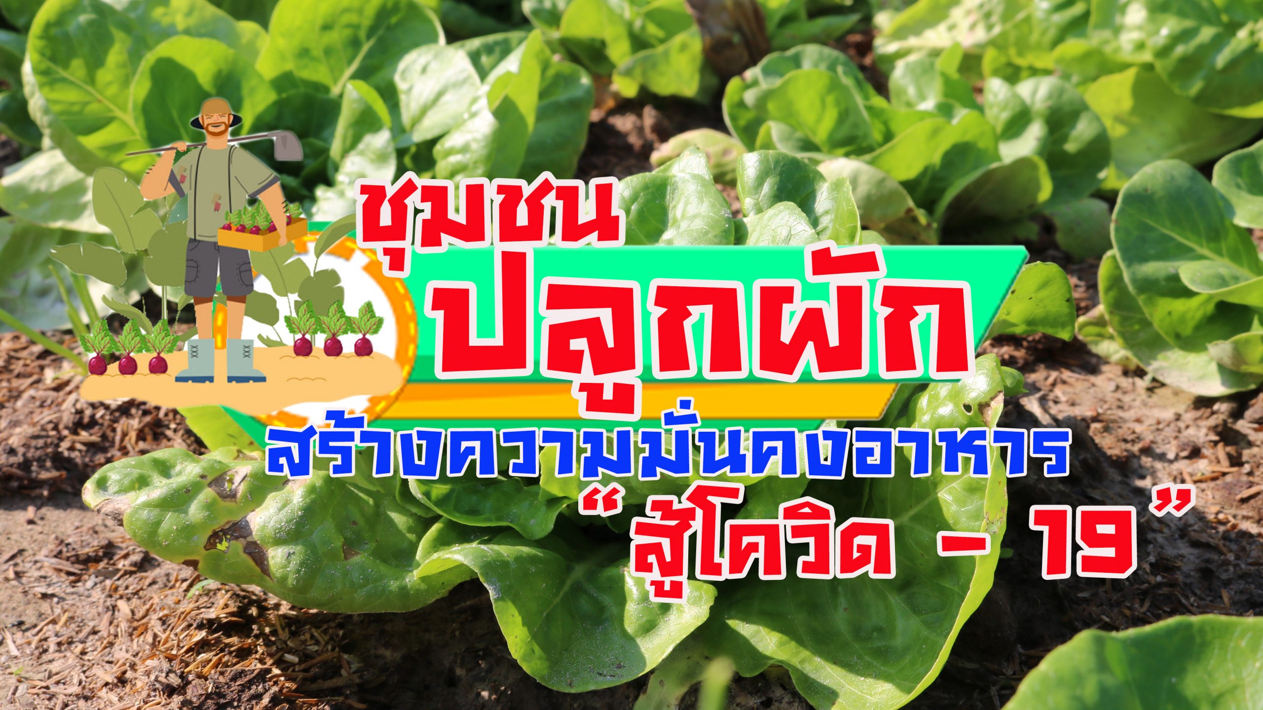 ชุมชน “ปลูกผัก” สร้างความมั่นคงอาหาร สู้ภัยโควิด – 19