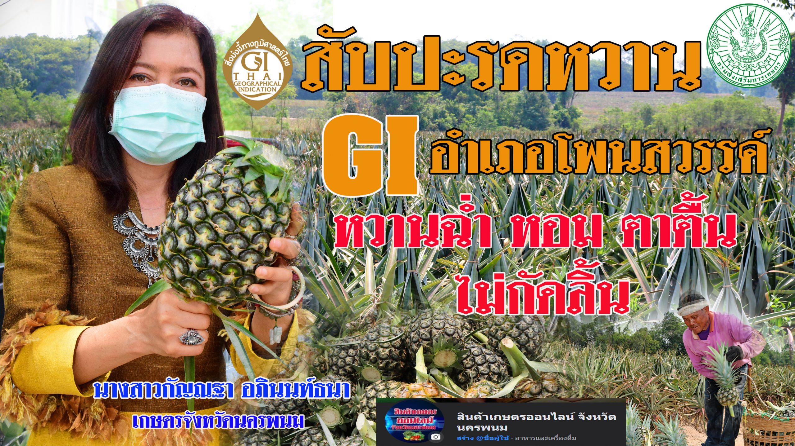 เชิญสั่งซื้อ “สับปะรดหวาน ท่าอุเทน” ช่วยเหลือเกษตรกรที่ได้รับผลกระทบ โควิด- 19( 098-1707112, 080-1800015)